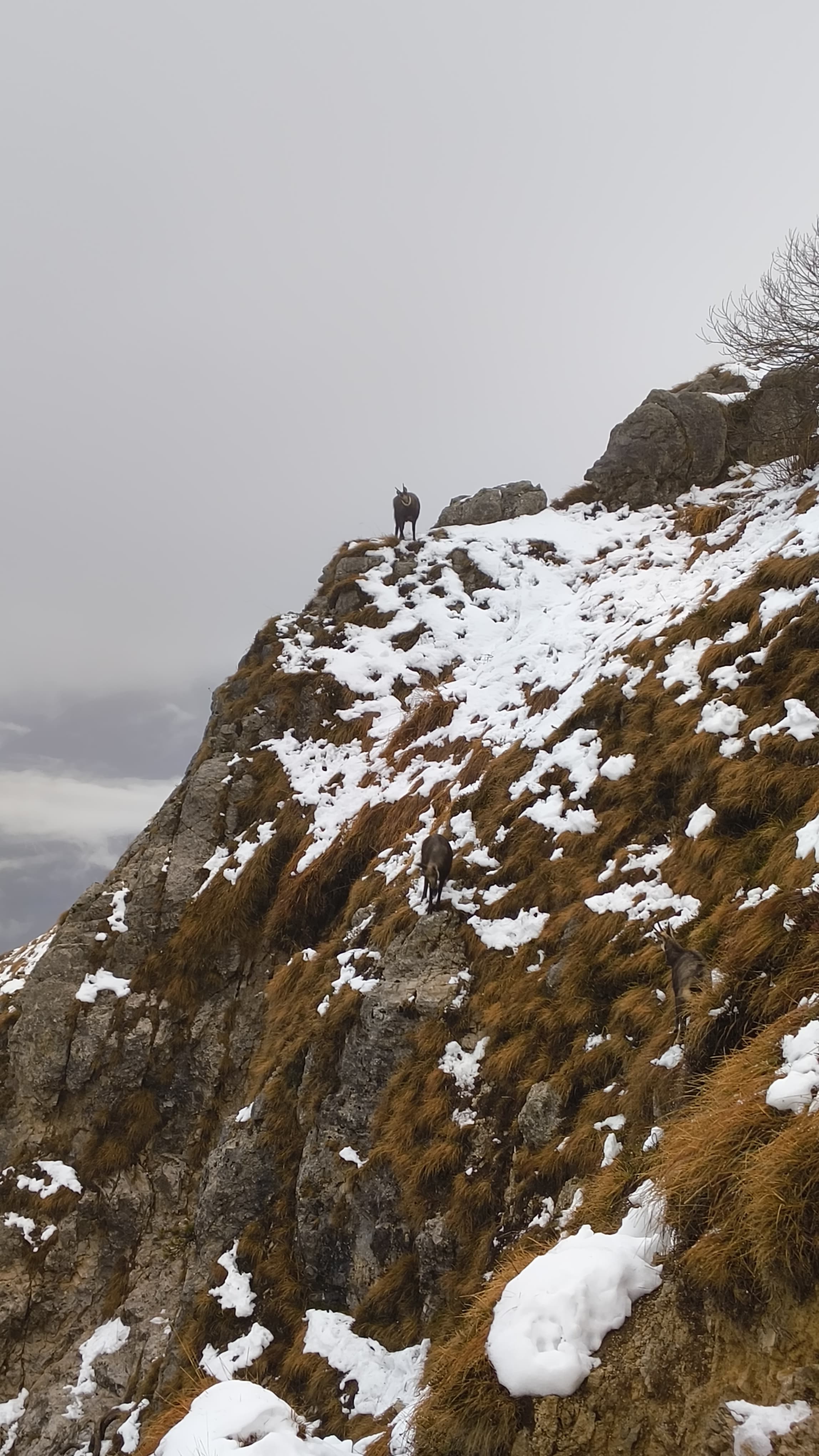 Foto n° 15 del trekking Grignetta invernale